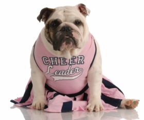 Cheer Dog 