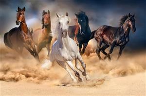Let us always be as fierce as these horses about learning!!
