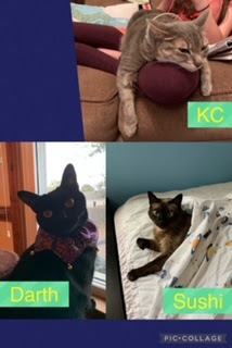 cats